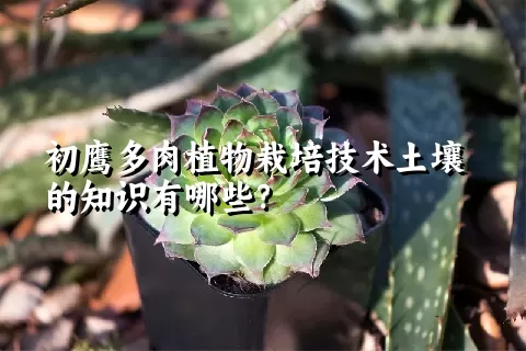 初鹰多肉植物栽培技术土壤的知识有哪些？