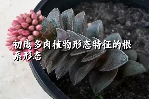 初鹰多肉植物形态特征的根系形态