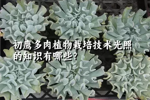 初鹰多肉植物栽培技术光照的知识有哪些？ 