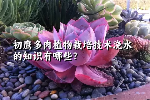 初鹰多肉植物栽培技术浇水的知识有哪些？