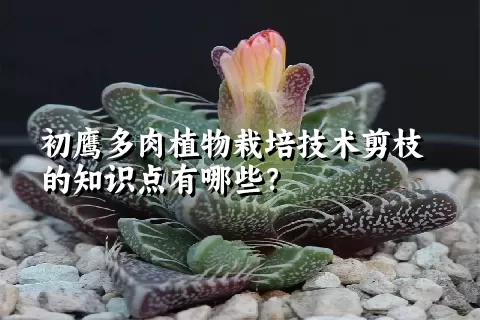 初鹰多肉植物栽培技术剪枝的知识点有哪些？