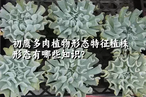 初鹰多肉植物形态特征植株形态有哪些知识？