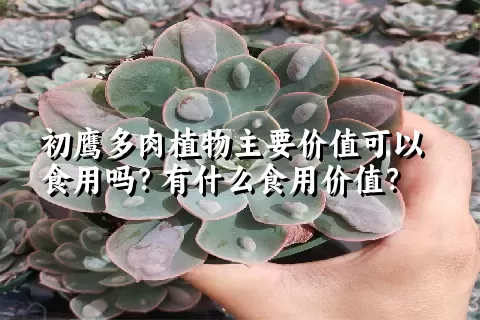 初鹰多肉植物主要价值可以食用吗？有什么食用价值？