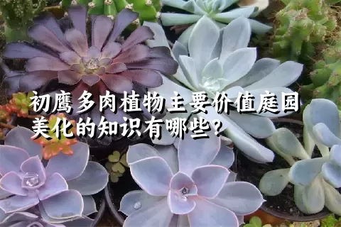 初鹰多肉植物主要价值庭园美化的知识有哪些？