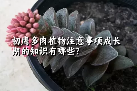 初鹰多肉植物注意事项成长期的知识有哪些？ 