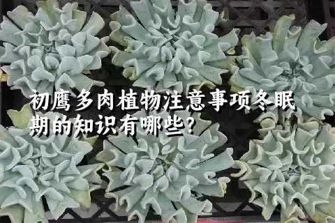 初鹰多肉植物注意事项冬眠期的知识有哪些？