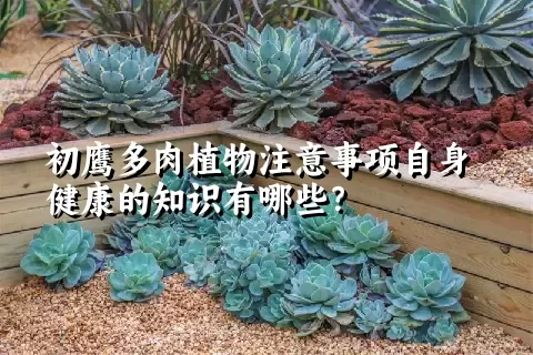 初鹰多肉植物注意事项自身健康的知识有哪些？