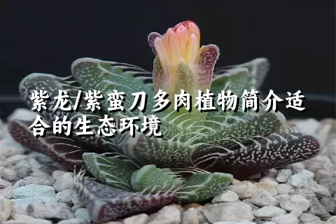 紫龙/紫蛮刀多肉植物简介适合的生态环境