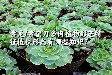 紫龙/紫蛮刀多肉植物形态特征植株形态有哪些知识？