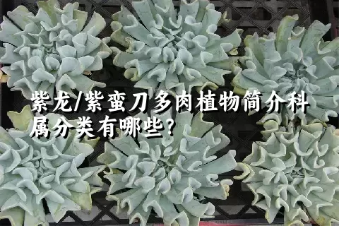 紫龙/紫蛮刀多肉植物简介科属分类有哪些？