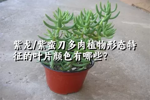 紫龙/紫蛮刀多肉植物形态特征的叶片颜色有哪些？