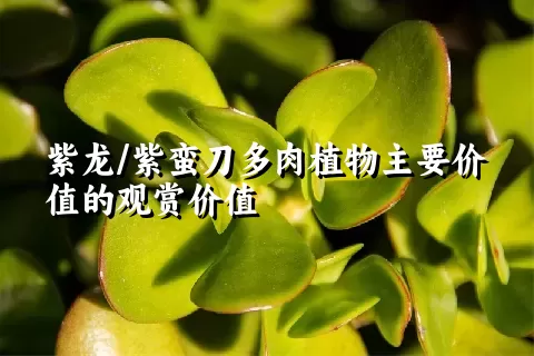 紫龙/紫蛮刀多肉植物主要价值的观赏价值