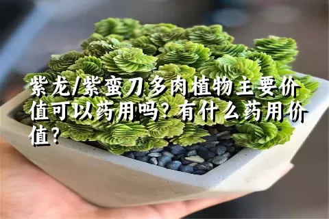 紫龙/紫蛮刀多肉植物主要价值可以药用吗？有什么药用价值？