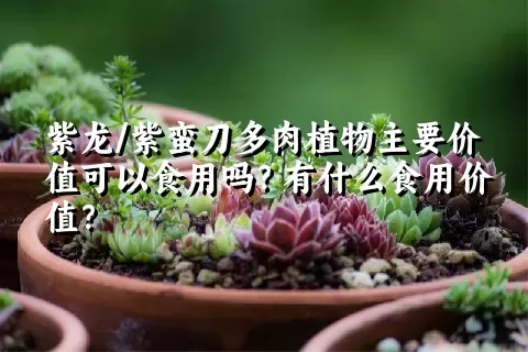 紫龙/紫蛮刀多肉植物主要价值可以食用吗？有什么食用价值？