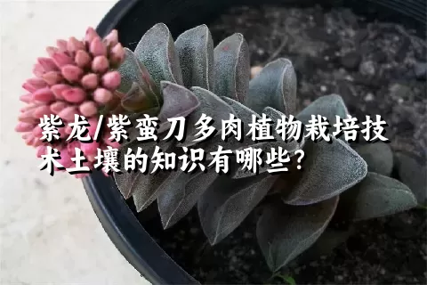 紫龙/紫蛮刀多肉植物栽培技术土壤的知识有哪些？