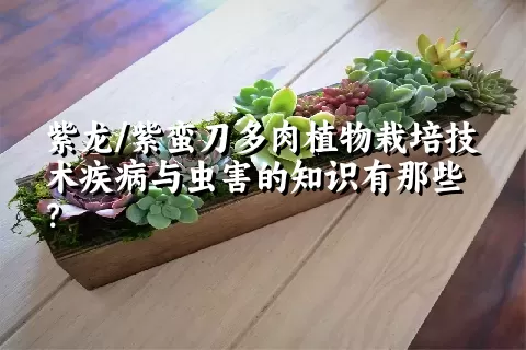 紫龙/紫蛮刀多肉植物栽培技术疾病与虫害的知识有那些？ 