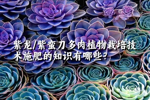 紫龙/紫蛮刀多肉植物栽培技术施肥的知识有哪些？ 