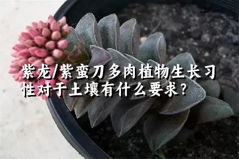 紫龙/紫蛮刀多肉植物生长习性对于土壤有什么要求？	