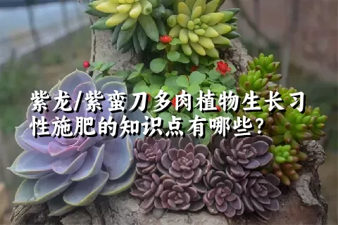 紫龙/紫蛮刀多肉植物生长习性施肥的知识点有哪些？	