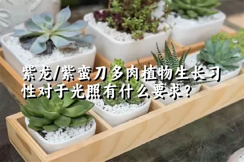 紫龙/紫蛮刀多肉植物生长习性对于光照有什么要求？