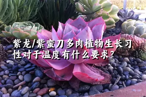 紫龙/紫蛮刀多肉植物生长习性对于温度有什么要求？