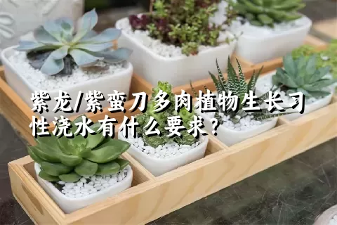 紫龙/紫蛮刀多肉植物生长习性浇水有什么要求？	