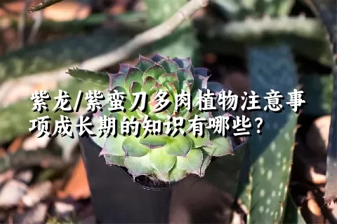 紫龙/紫蛮刀多肉植物注意事项成长期的知识有哪些？ 