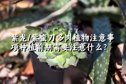 紫龙/紫蛮刀多肉植物注意事项种植前期需要注意什么？ 