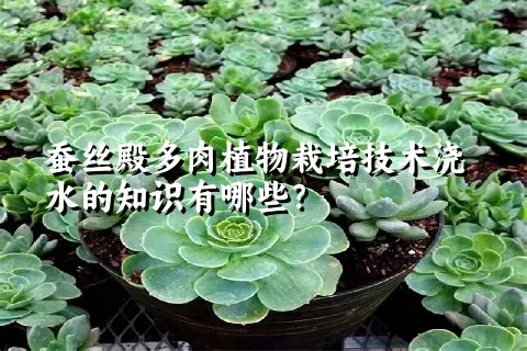 蚕丝殿多肉植物栽培技术浇水的知识有哪些？