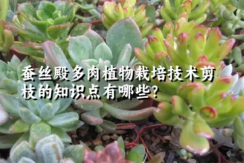 蚕丝殿多肉植物栽培技术剪枝的知识点有哪些？