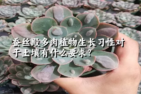 蚕丝殿多肉植物生长习性对于土壤有什么要求？	