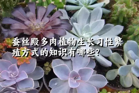 蚕丝殿多肉植物生长习性繁殖方式的知识有哪些？