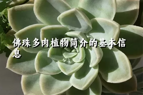 佛珠多肉植物简介的基本信息