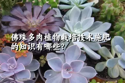 佛珠多肉植物栽培技术施肥的知识有哪些？ 