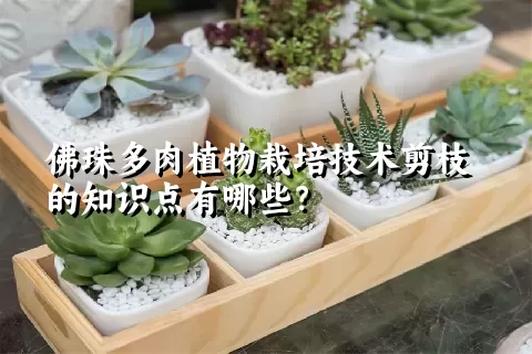 佛珠多肉植物栽培技术剪枝的知识点有哪些？