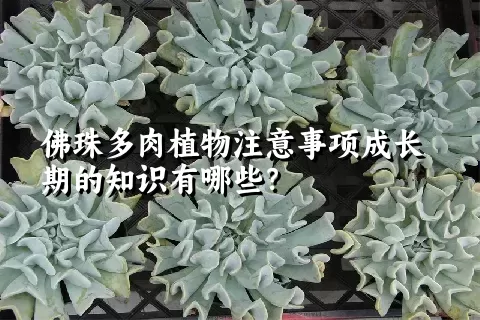 佛珠多肉植物注意事项成长期的知识有哪些？ 