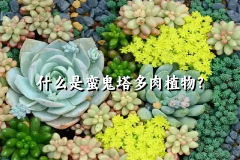 什么是蛮鬼塔多肉植物？