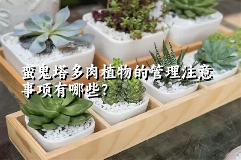 蛮鬼塔多肉植物的管理注意事项有哪些？