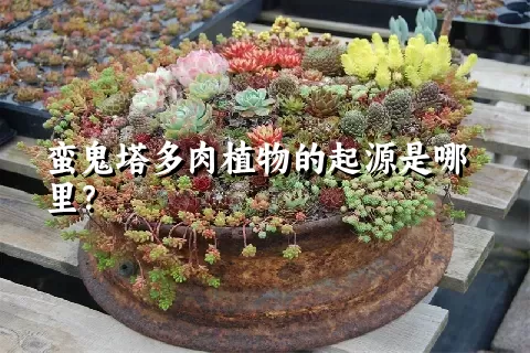 蛮鬼塔多肉植物的起源是哪里？