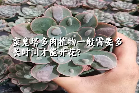 蛮鬼塔多肉植物一般需要多长时间才能开花？