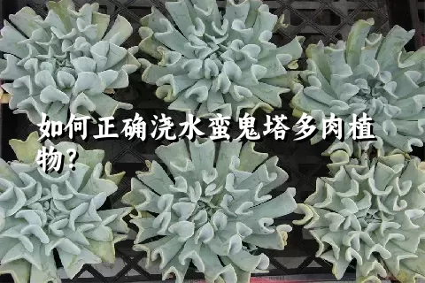 如何正确浇水蛮鬼塔多肉植物？