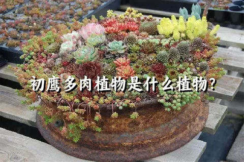 初鹰多肉植物是什么植物？