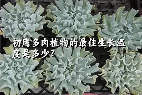 初鹰多肉植物的最佳生长温度是多少？