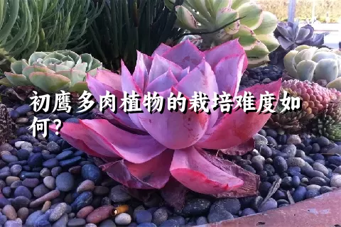 初鹰多肉植物的栽培难度如何？