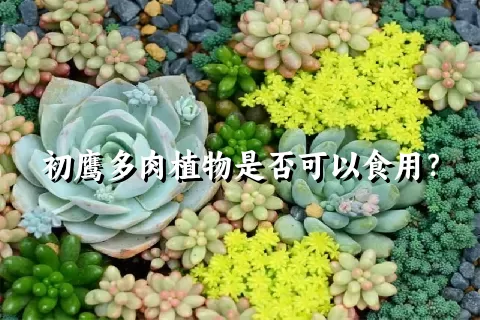 初鹰多肉植物是否可以食用？