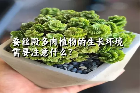 蚕丝殿多肉植物的生长环境需要注意什么？