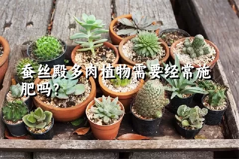 蚕丝殿多肉植物需要经常施肥吗？