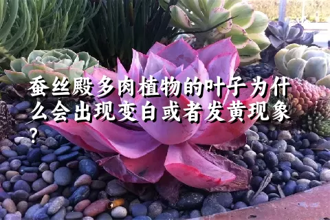 蚕丝殿多肉植物的叶子为什么会出现变白或者发黄现象？