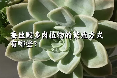 蚕丝殿多肉植物的繁殖方式有哪些？