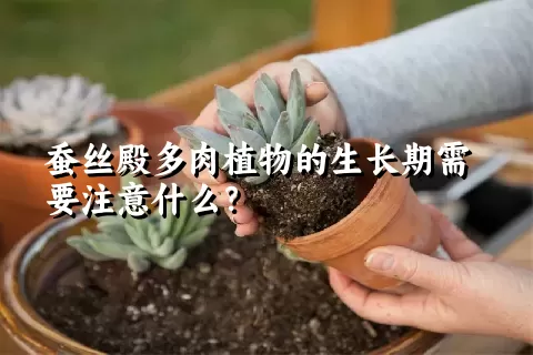 蚕丝殿多肉植物的生长期需要注意什么？